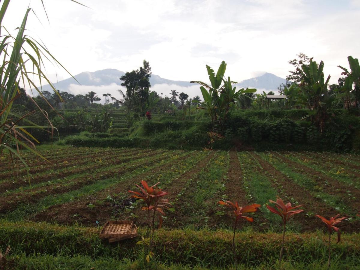Tetebatu Mountain View Homestay Екстер'єр фото
